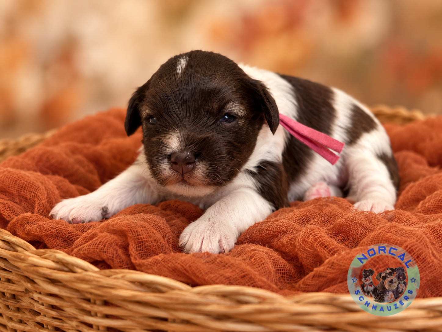 Millie, Liver pepper parti Miniature Schnauzer puppy (reserved)