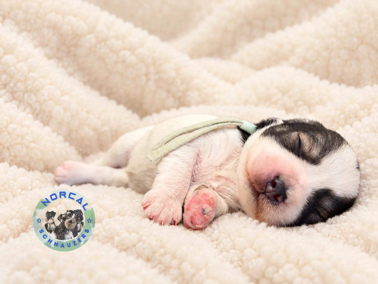 Piper, salt and pepper parti Miniature Schnauzer puppy (photo 3)