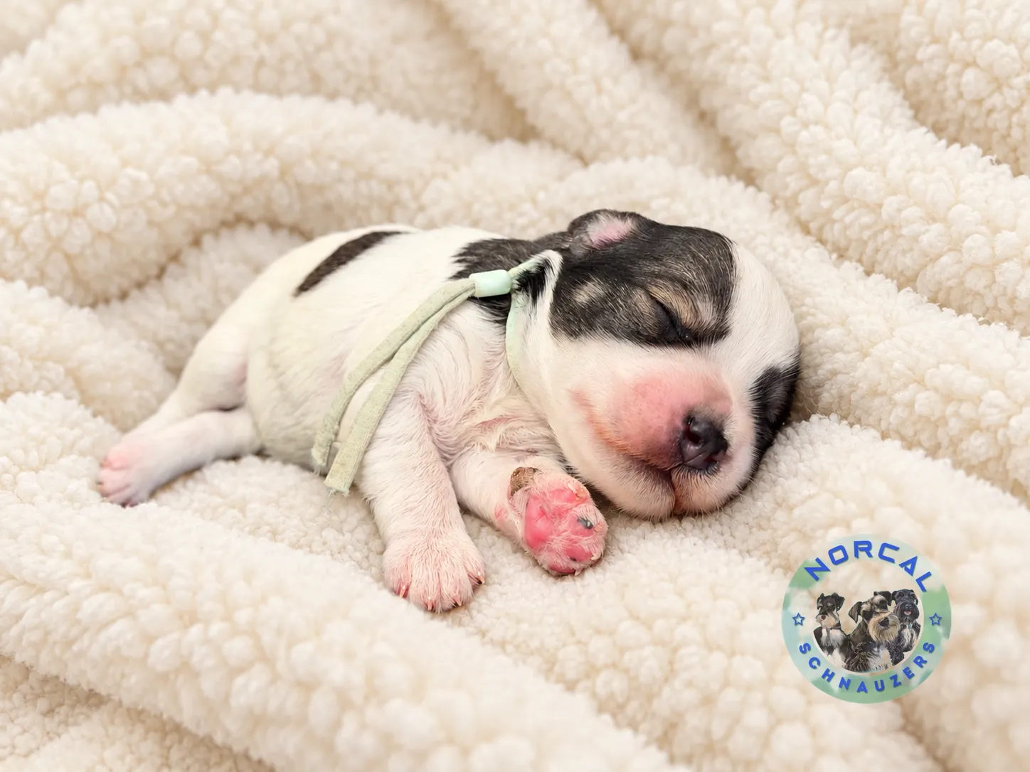 Piper, salt and pepper parti Miniature Schnauzer puppy (photo 4)