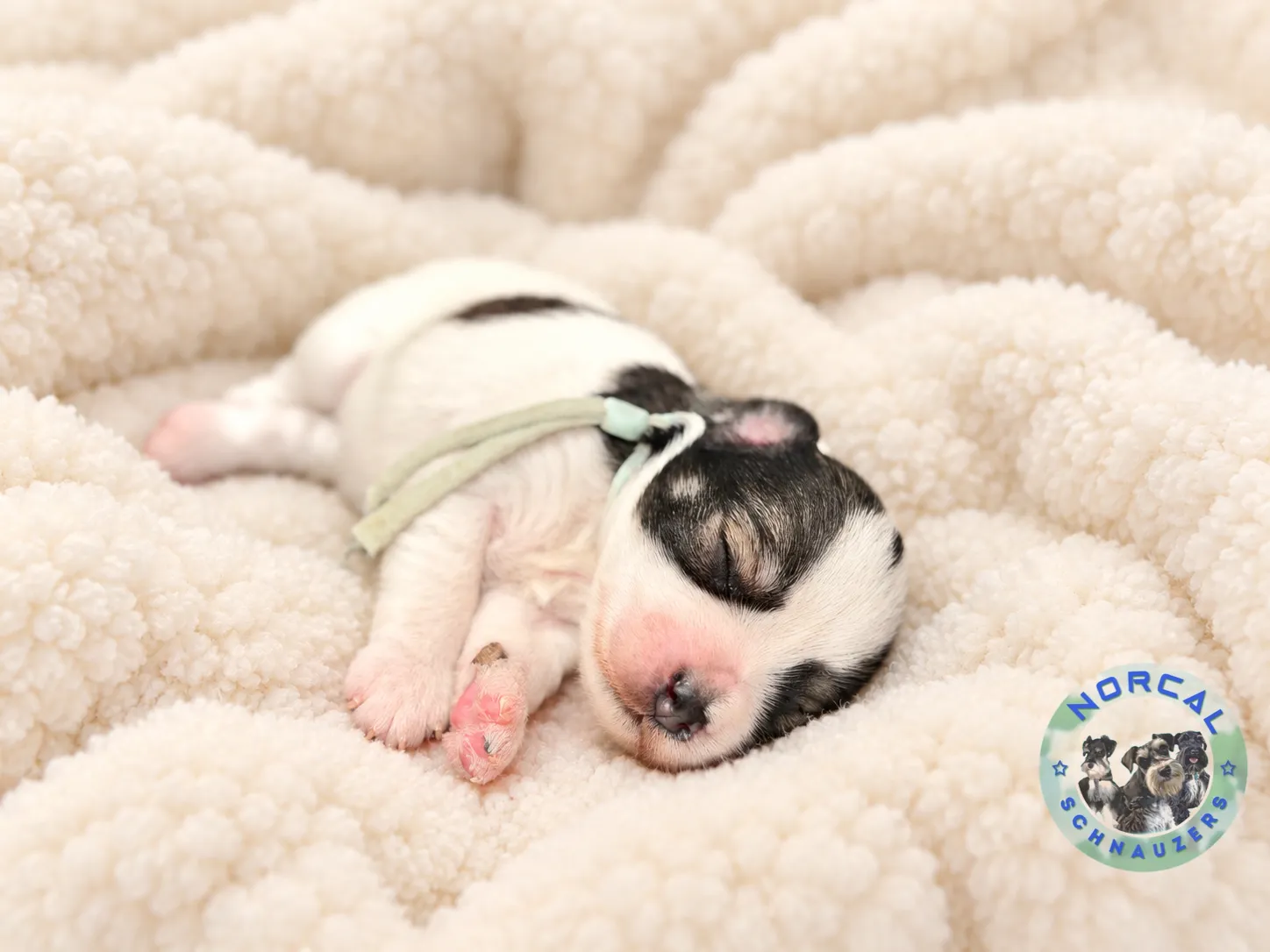 Piper, salt and pepper parti Miniature Schnauzer puppy (photo 5)