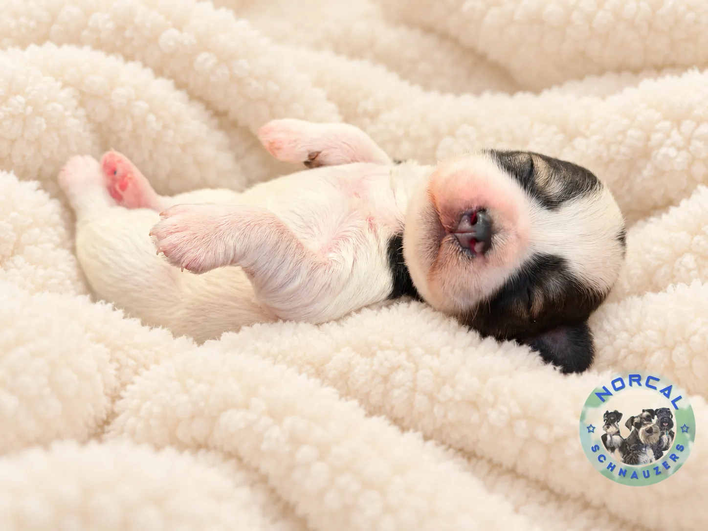 Piper, salt and pepper parti Miniature Schnauzer puppy (photo 6)