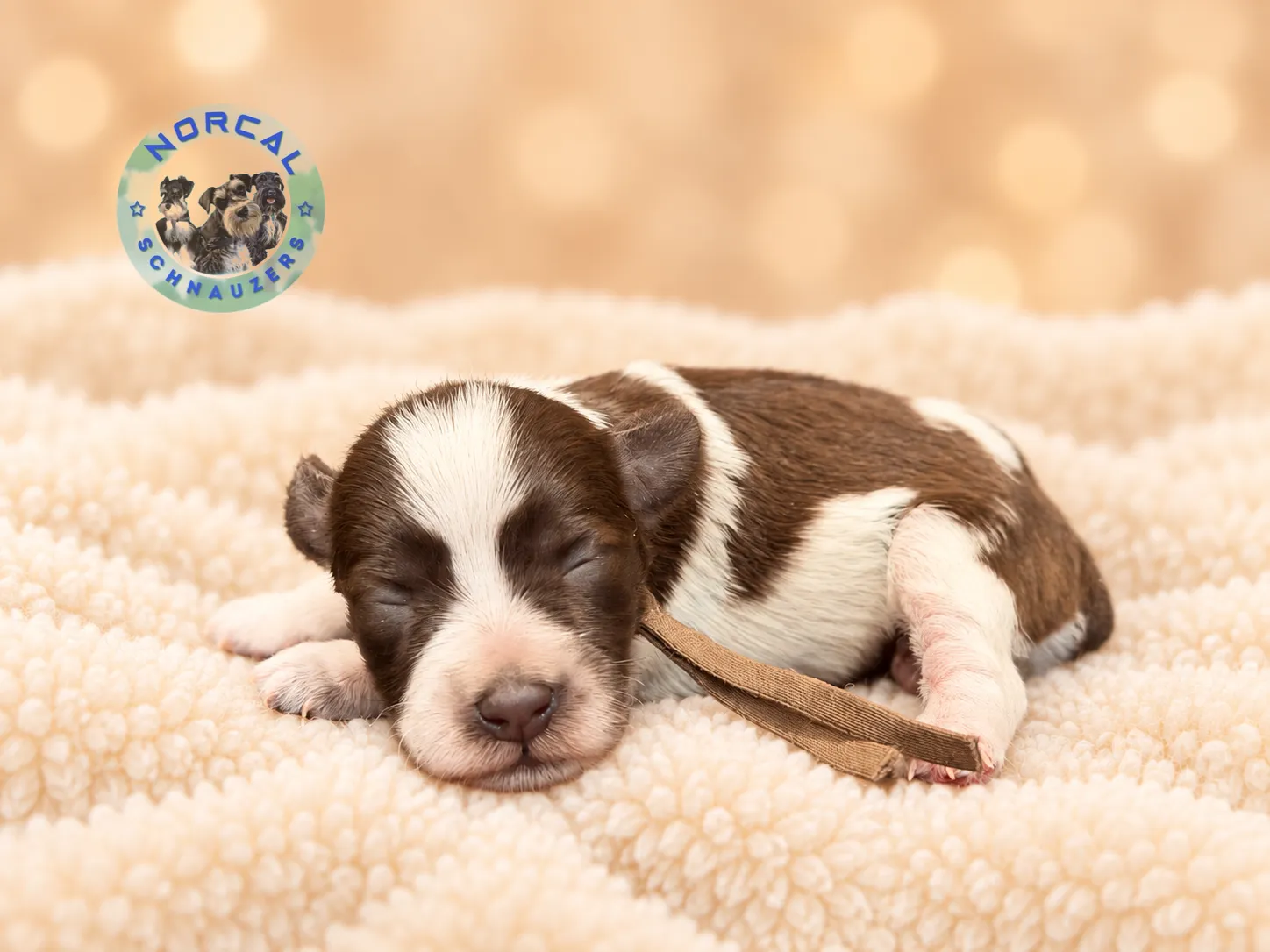 Ruby, liver parti Miniature Schnauzer puppy (photo 3)