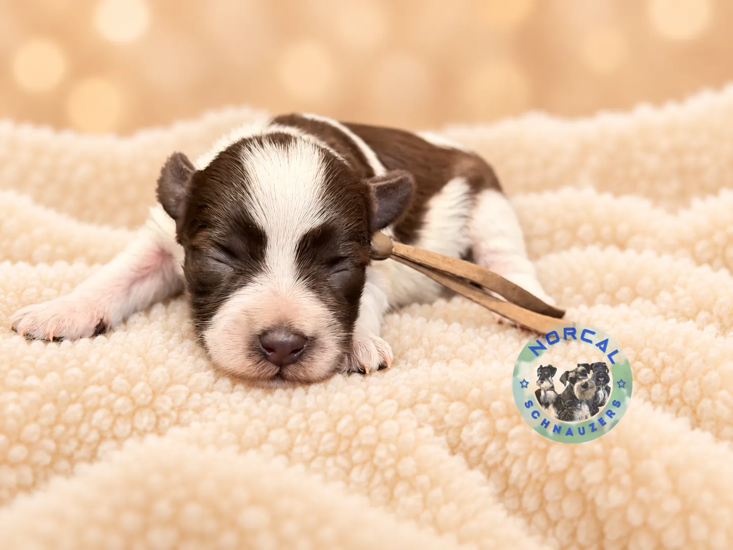 Ruby, liver parti Miniature Schnauzer puppy (photo 4)