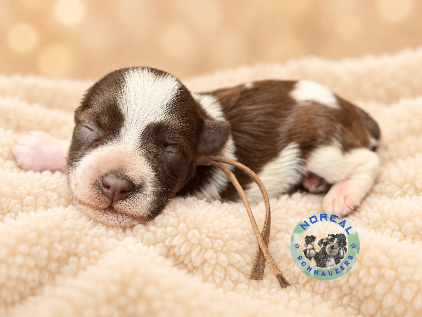 Ruby, liver parti Miniature Schnauzer puppy