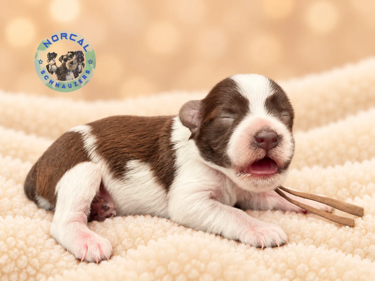 Ruby, liver parti Miniature Schnauzer puppy (photo 5)
