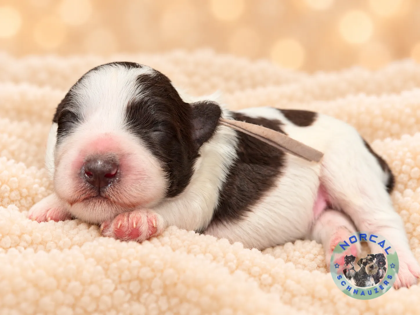 Tucker, liver parti Miniature Schnauzer puppy (photo 3)