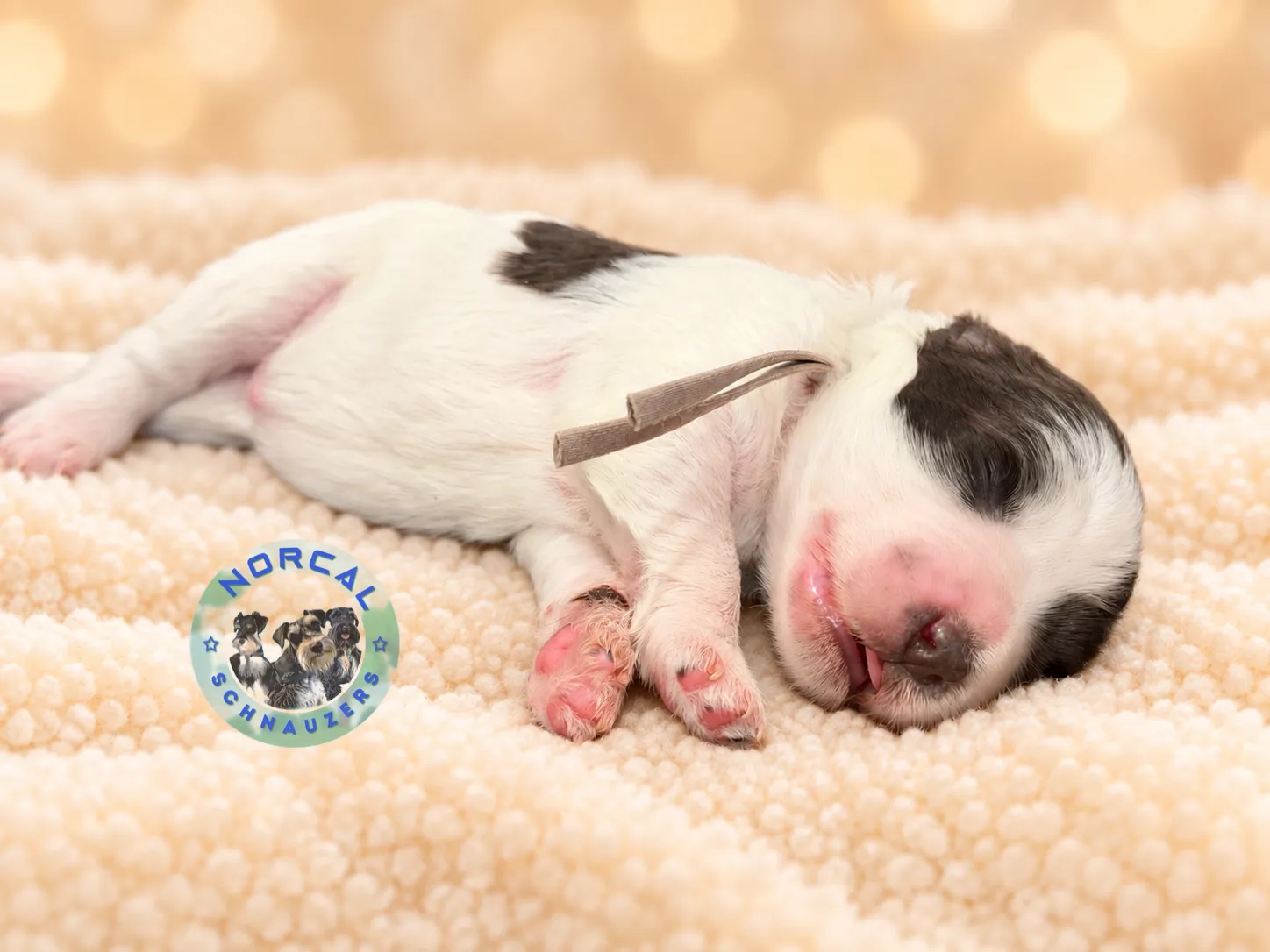 Tucker, liver parti Miniature Schnauzer puppy (photo 4)